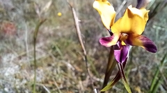 Diuris magnifica