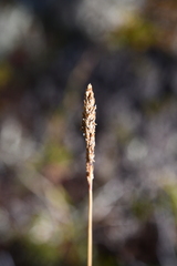 Arctagrostis latifolia