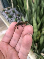 Anolis carolinensis