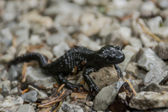 Salamandra atra