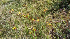 Diuris magnifica