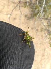 Bootettix argentatus