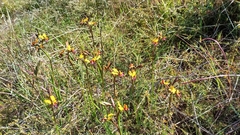 Diuris magnifica
