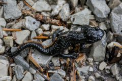 Salamandra atra