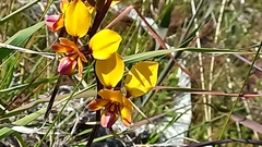 Diuris magnifica