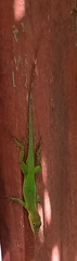 Anolis marmoratus