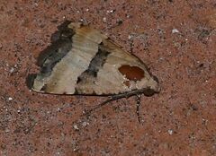 Pseudozarba bipartita