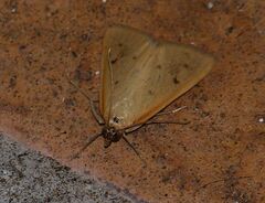Achyra nudalis