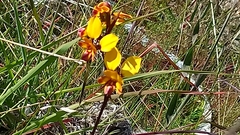 Diuris magnifica