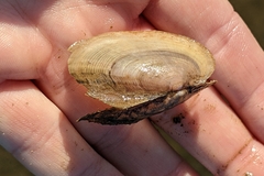 Potamilus fragilis
