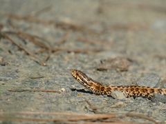 Vipera seoanei