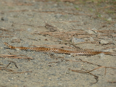 Vipera seoanei