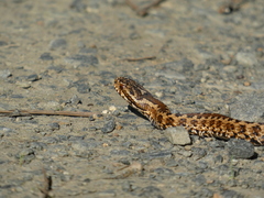 Vipera seoanei