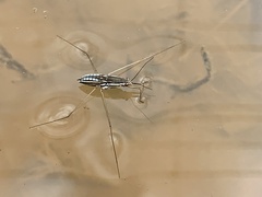 Limnogonoides