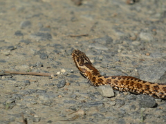 Vipera seoanei