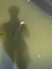 Sphoeroides testudineus