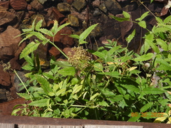 Cicuta douglasii