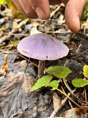 Cortinarius violaceus