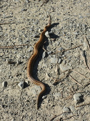 Vipera seoanei