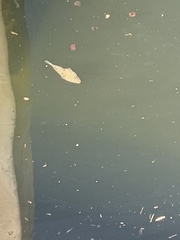 Sphoeroides testudineus