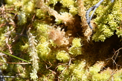 Sphagnum