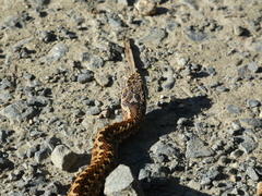 Vipera seoanei