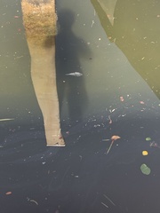 Sphoeroides testudineus