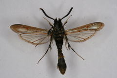 Aegerina ovinia