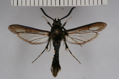 Aegerina ovinia