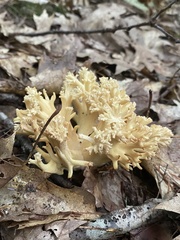Ramaria rasilispora