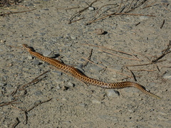 Vipera seoanei