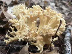 Ramaria rasilispora
