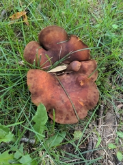 Boletinellus merulioides