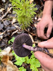 Cortinarius violaceus