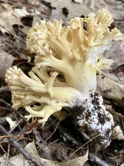 Ramaria rasilispora