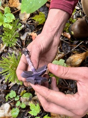 Cortinarius violaceus