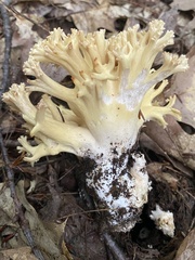 Ramaria rasilispora