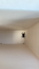 Scotophaeus blackwalli