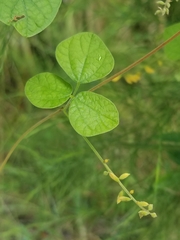 Rhynchosia minima