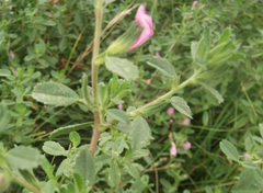 Ononis spinosa procurrens