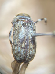 Euparius marmoreus