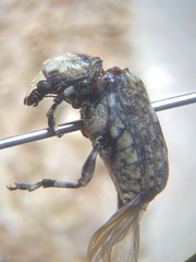 Euparius marmoreus