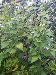 Agastache scrophulariifolia