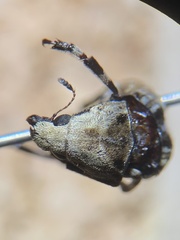Euparius marmoreus