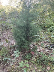 Juniperus virginiana