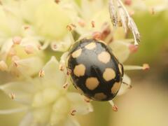 Coccinula quatuordecimpustulata
