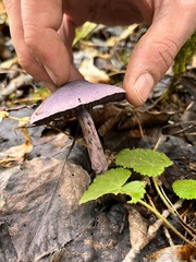 Cortinarius violaceus