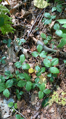 Rubus hispidus
