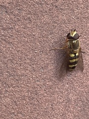 Metasyrphus