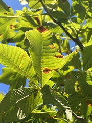 Phyllosticta sphaeropsoidea